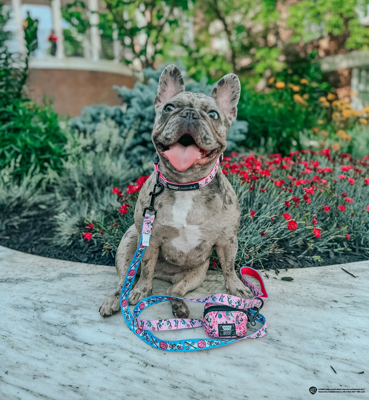 Collar Three Piece Bundle - Looney Tunes™ Pink